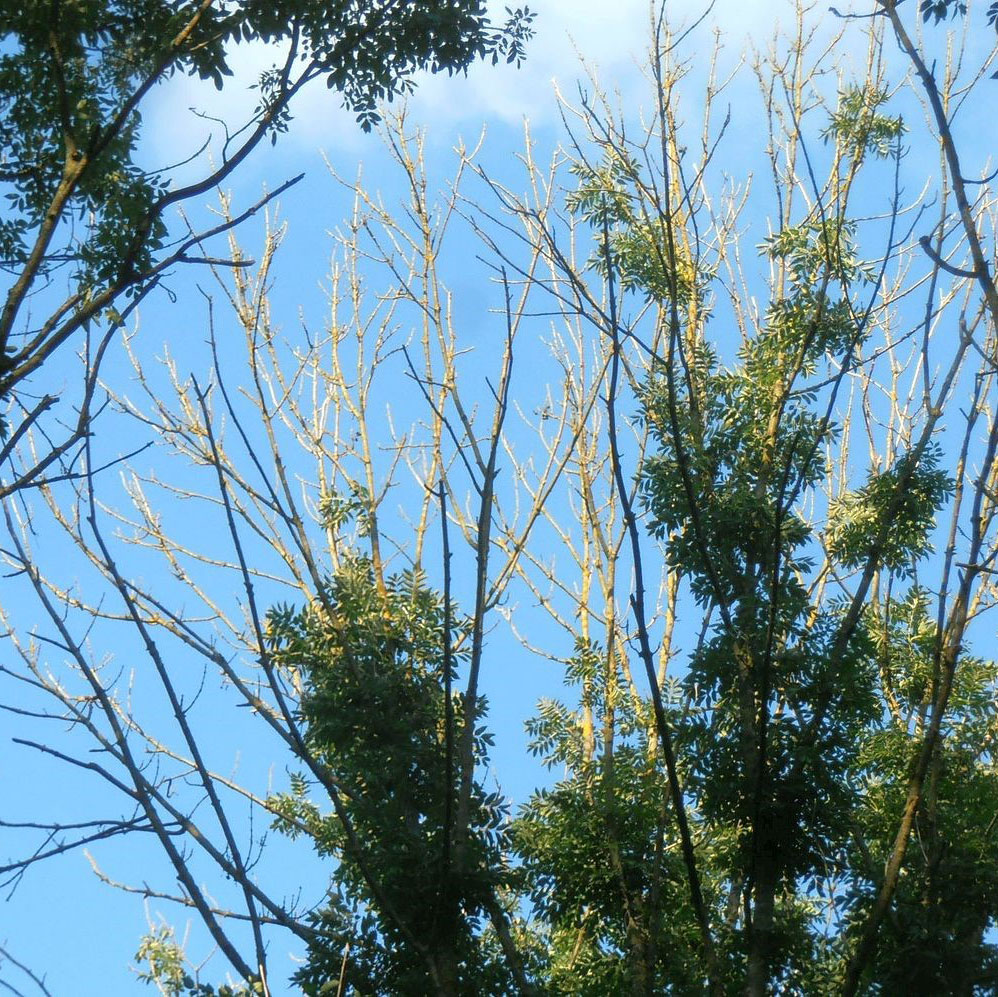 Shawyers-Ash-Dieback-Square