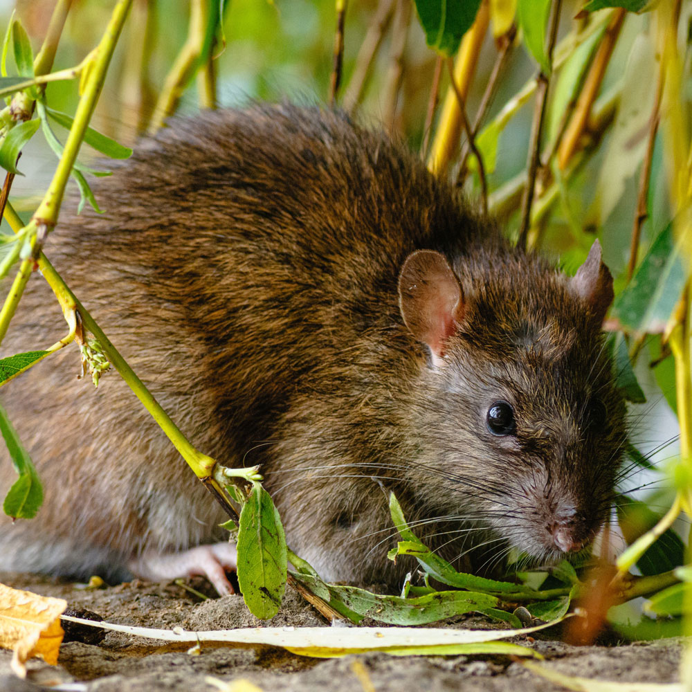 shawyers-rat-pest-control-sqaure