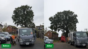 Shawyers - Oak reduction in Somerset
