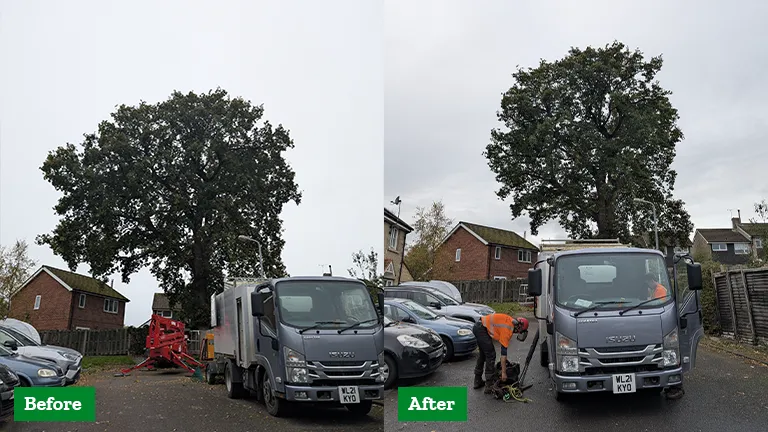 Shawyers - Tree Surgeon - Oak reduction in Somerset_v2